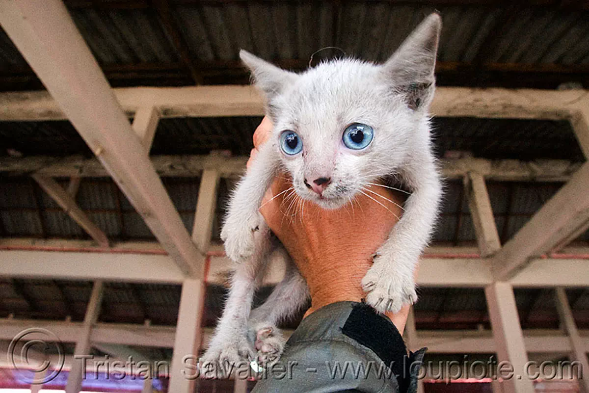 cute blue eyed stray kitten (laos), blue eyed, blue eyes, claws, dirty nose, hand, laos, stray cat, white cat, white kitten
