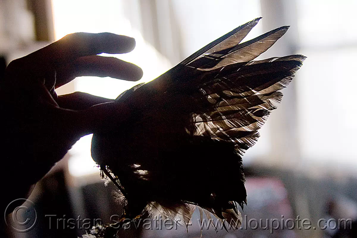 dead pigeon wing in abandoned building (san francisco), dead, defenestration building, hand, pigeon