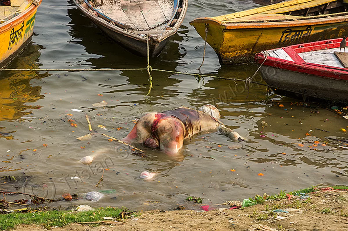 decomposed body of dead man floating on the ganges river (india), bloated, blood, cadaver, corpse, dead, death, decomposed body, decomposing, floating, ganga, ganges river, hindu, hinduism, human remains, man, putrefied, river bank, river boats, varanasi