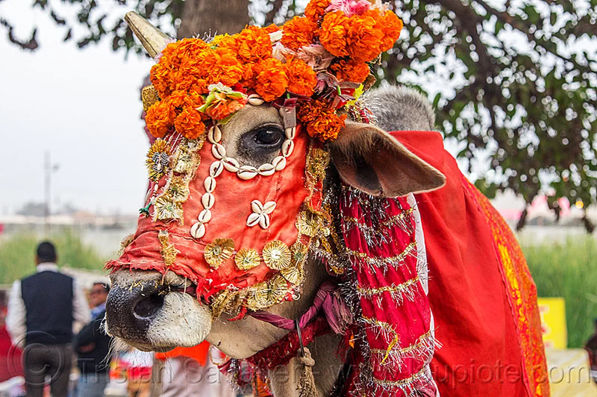 decorated holy cow, decorated, hindu pilgrimage, hinduism, holy bull, holy cow, kumbh mela, marigold flowers, sacred bull, sacred cow