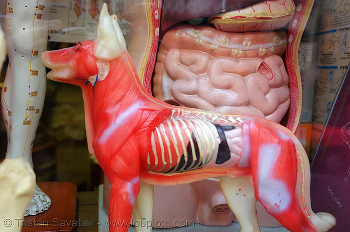 dog anatomy - anatomical model, anatomical model, anatomy, dog, guts, inside, intestine, muscles, paris, veterinarian, veterinary