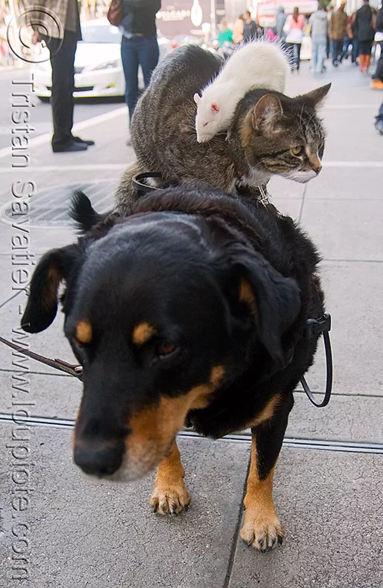 dog, cat and rat, pets