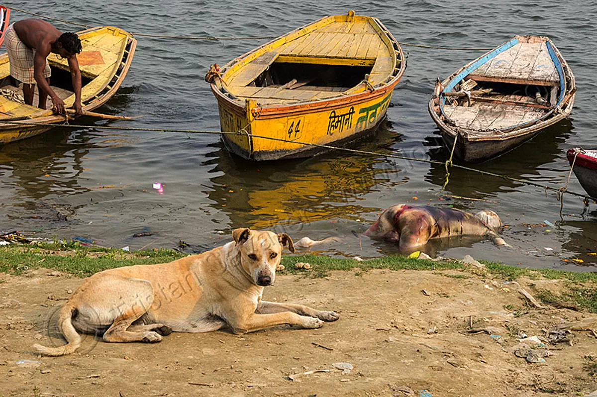 dog near body floating on the ganges river, india