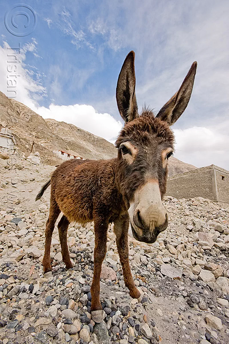 donkey - nubra valley - ladakh (india), asinus, diskit, donkey, equus, feral donkeys, gompa, india, ladakh, nubra valley, tibetan monastery