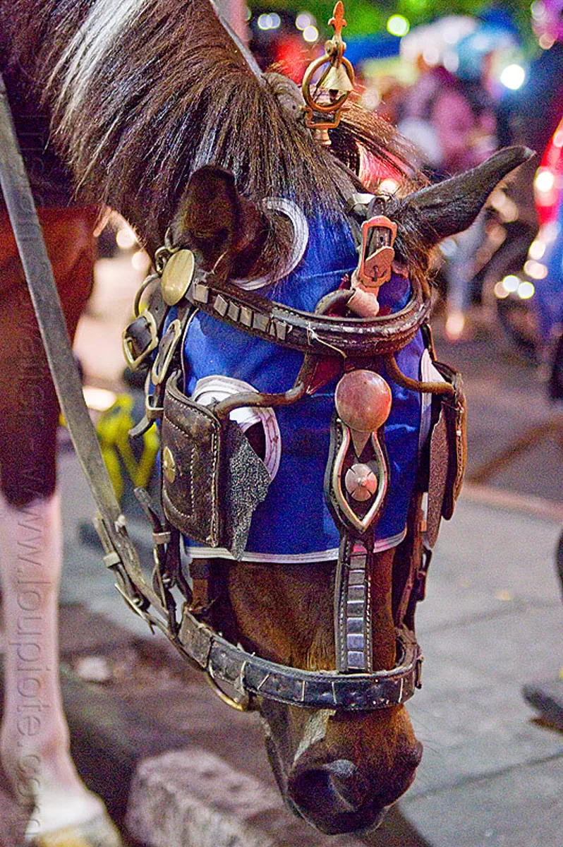 draft horse with bridle, mask and blinders, blue, bridle, draft horse, draught horse, horse hood, horse mask, indonesia, jogja, malioboro, night, yogyakarta