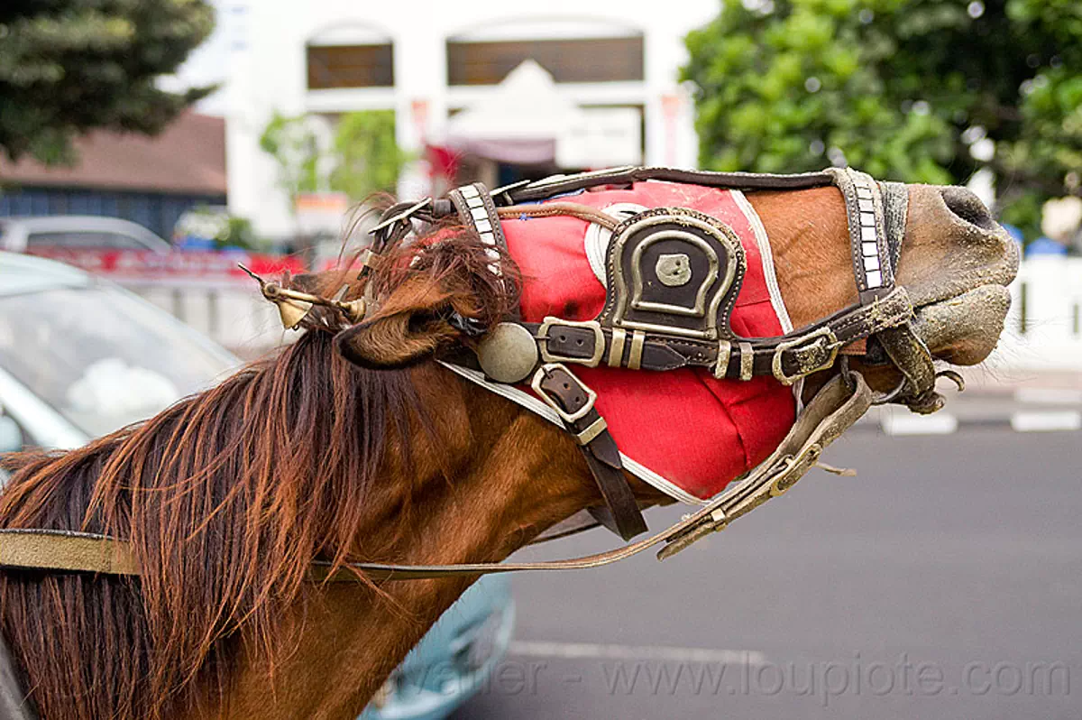 draft horse with mask and bridle, draft horse, draught horse, horse bridle, horse mask, indonesia, jogja, yogyakarta