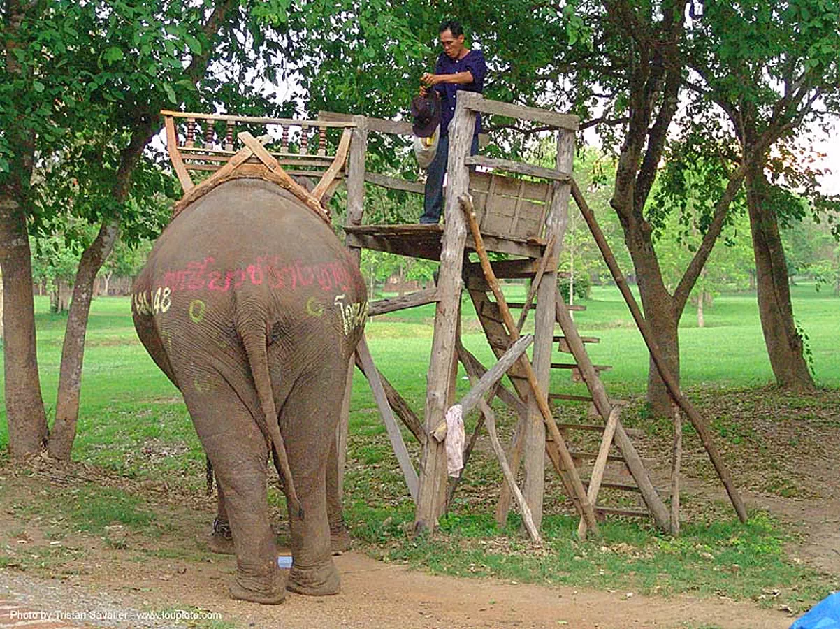 ช้าง - elephant - painted - thailand, asian elephant, elephant riding, ladder, man, painted, park, rear, stairs, steps, tail, thailand, trees, ช้าง