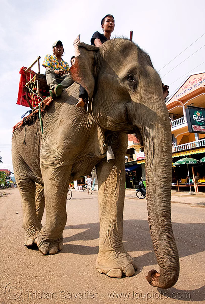 elephant riding - vang vieng (laos), asian elephant, elephant riding, laos, mahout, man, vang vieng