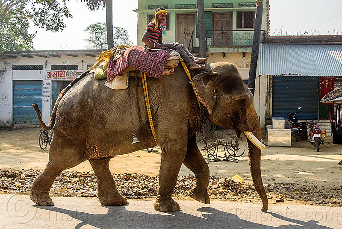 elephant walking on street - mahout (india), asian elephant, elephant riding, mahout, man, road
