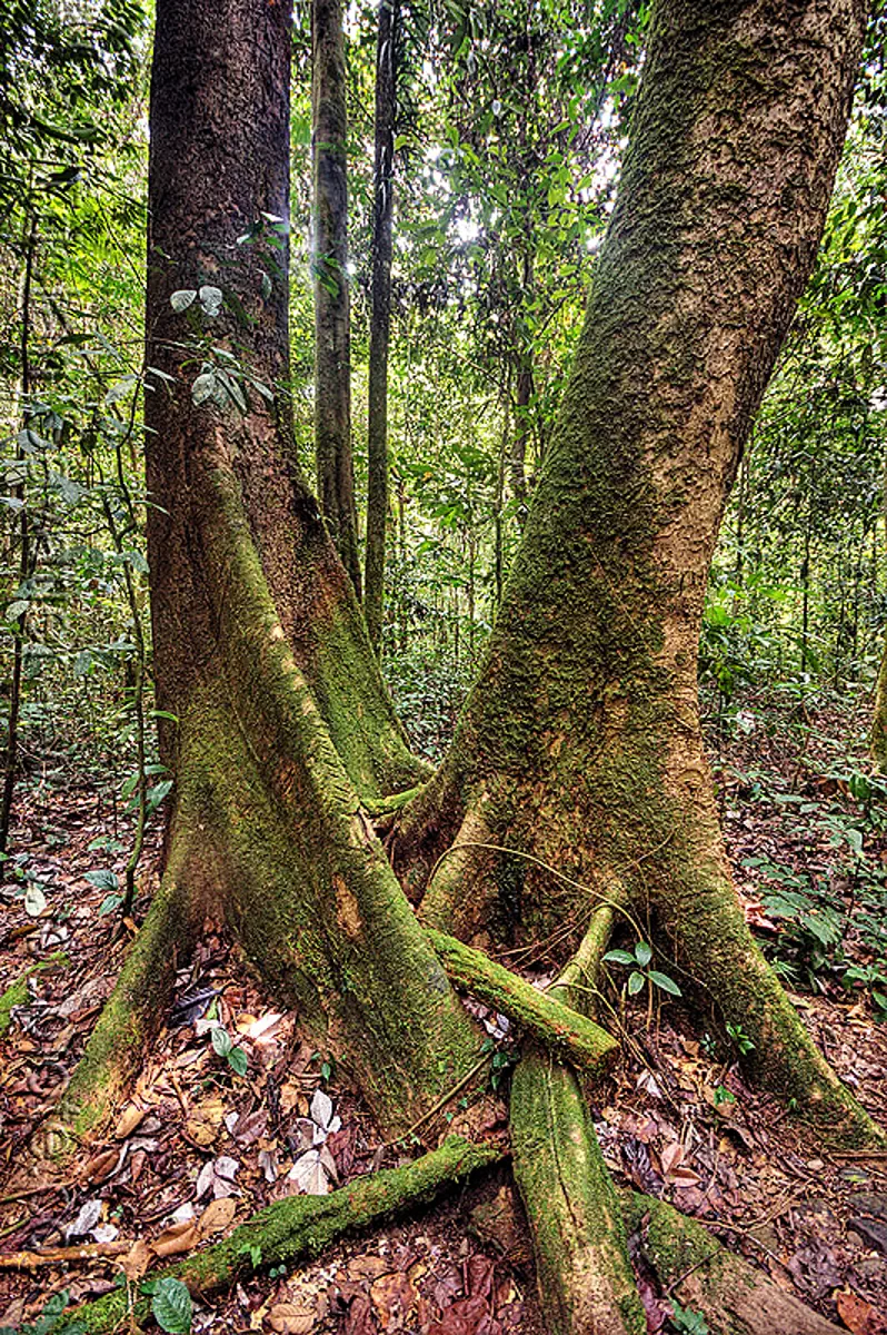 entangled tree roots in the jungle (borneo), borneo, buttress roots, gunung mulu national park, jungle, malaysia, plant, rain forest, tangled, tree trunks, trees
