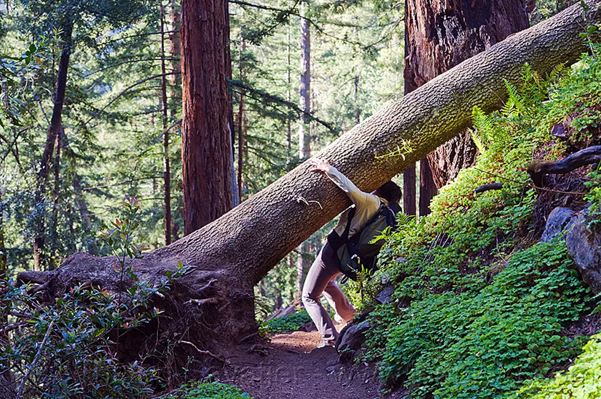 fallen tree on trail (vantana wilderness), backpack, backpacking, big sur, fallen tree, forest, hiking, pine ridge trail, tree trunk, trekking, vantana wilderness, woman