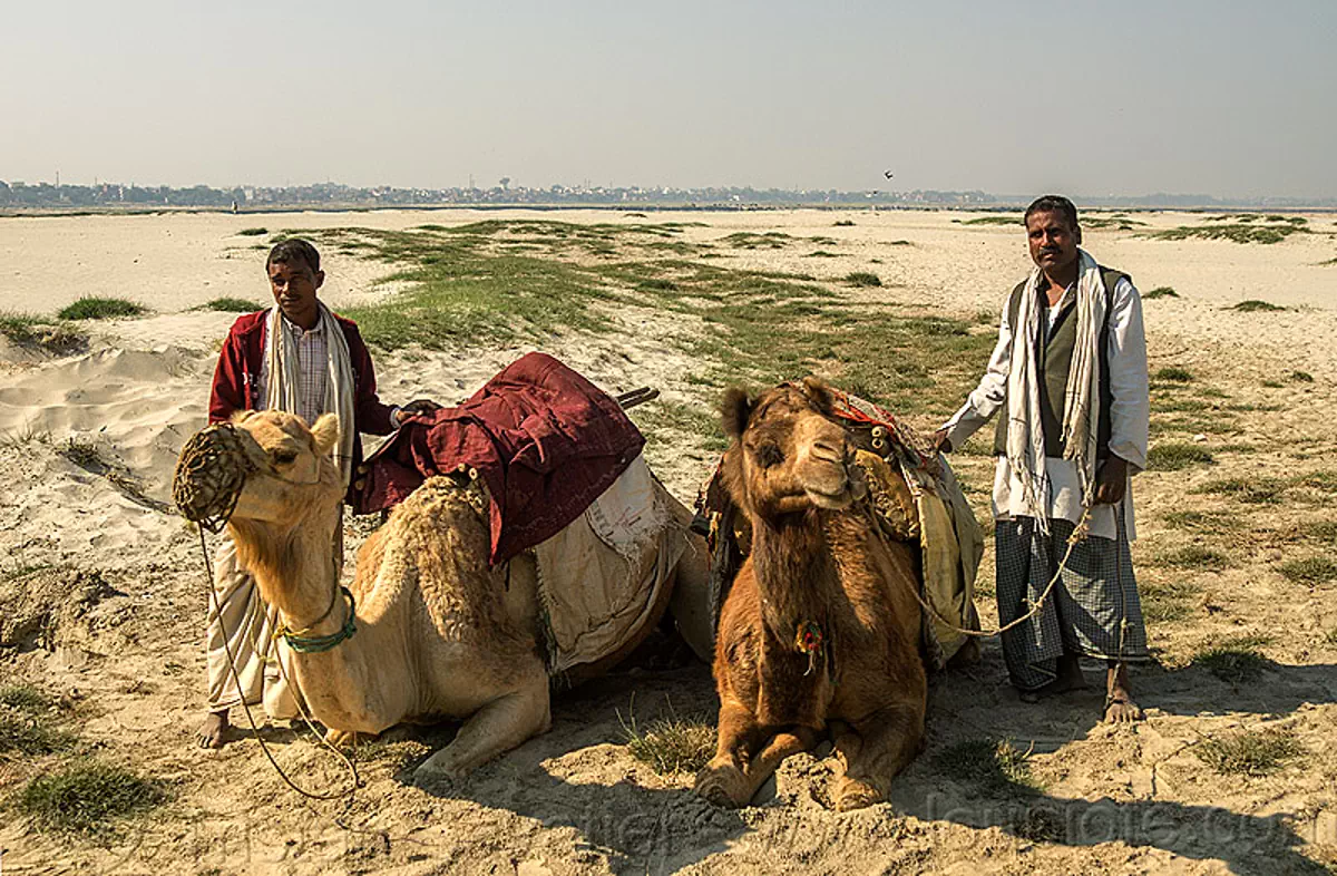 farmers with their camels laying down (india), camel muzzle, double hump camels, flood plain, laying down, men, resting, sand