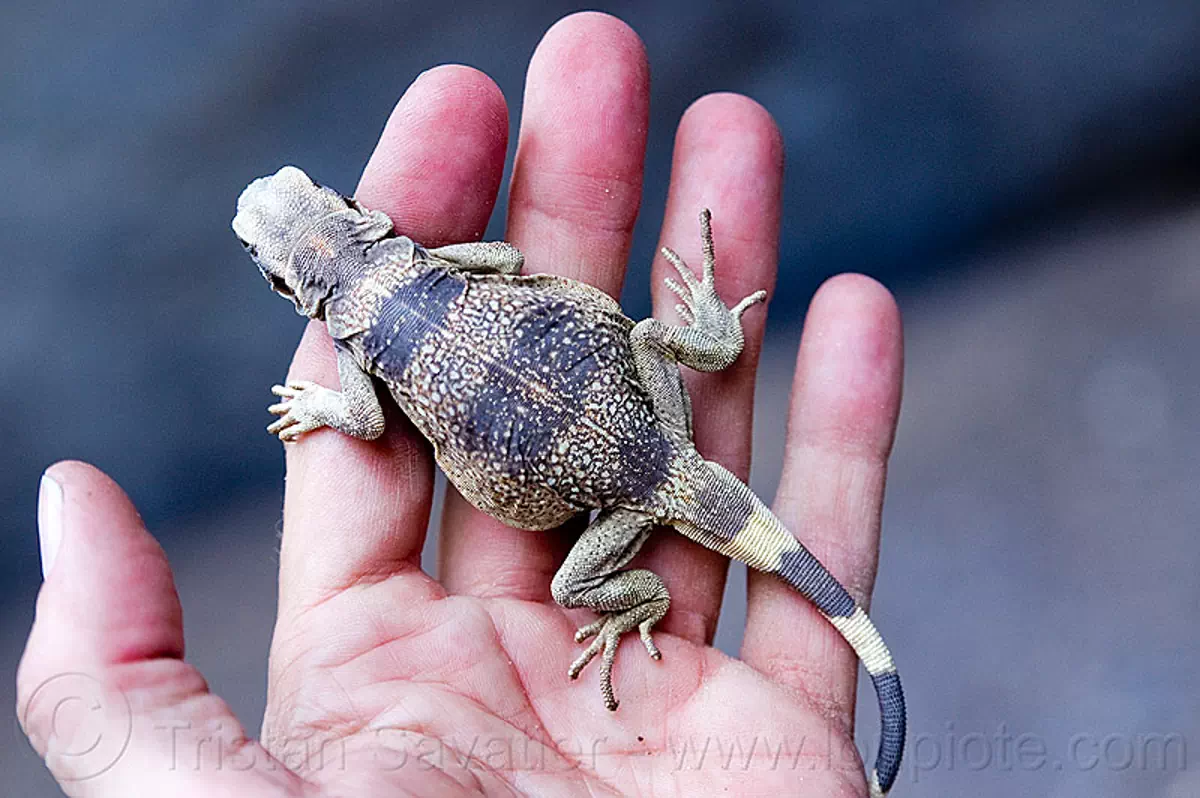 fat lizard in hand, chuckwalla