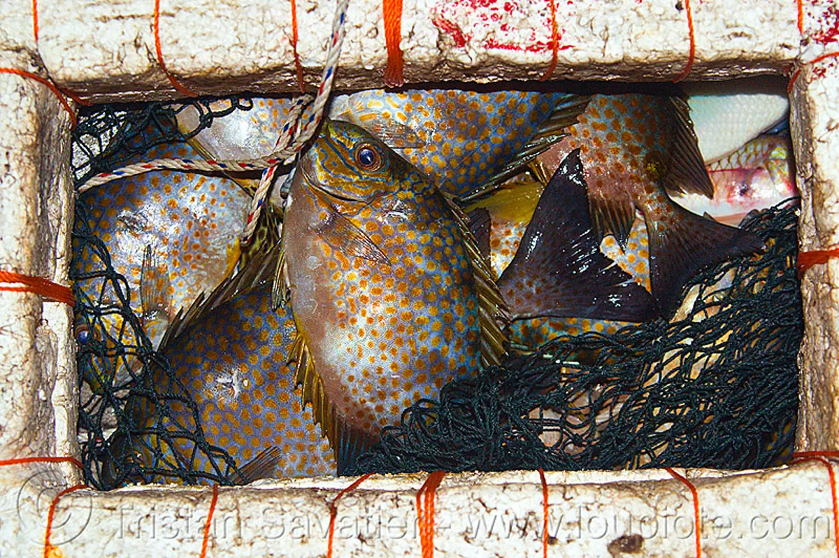 fishes with orange spots in floating net, borneo, dots, fishes, kelambu beach, malaysia, night, spots, stryrofoam