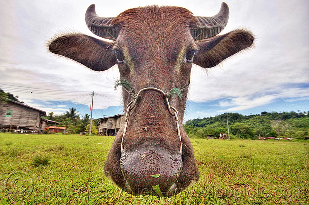 floating cow head, water buffalo