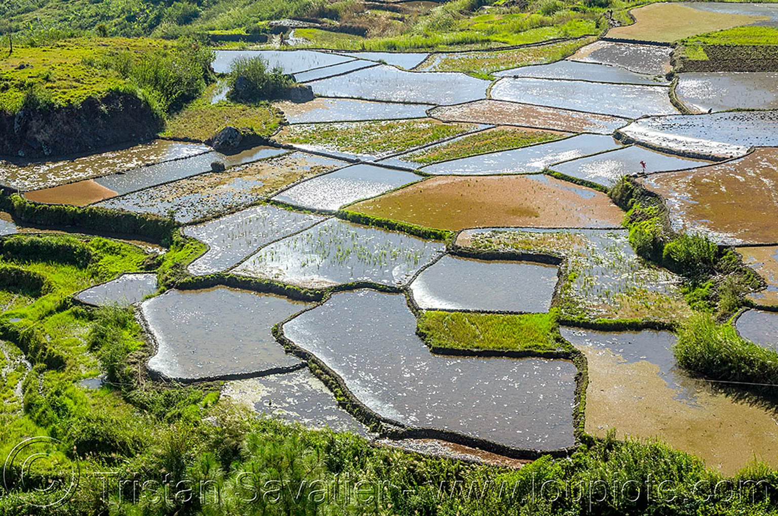 flooded rice fields near sagada (philippines), agriculture, flooded, philippines, rice paddies, rice paddy fields, sagada, terrace farming, terraced fields, valley