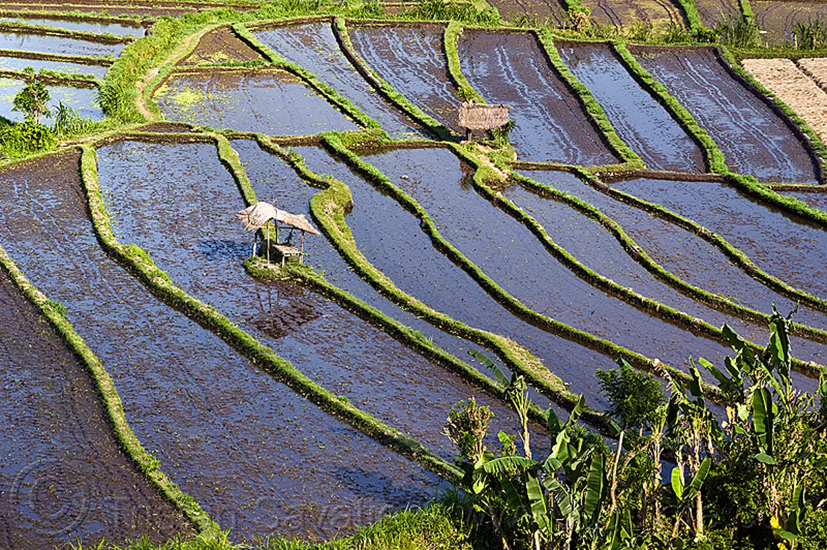 flooded rice paddies - terrace farming (bali), agriculture, bali, flooded, rice paddies, rice paddy fields, terrace farming, terraced fields