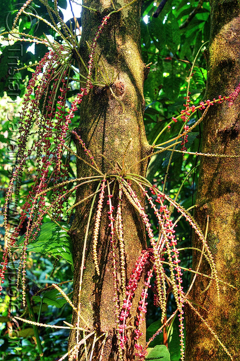 flowers on tropical tree trunk - baccaurea, baccaurea courtallensis, borneo, flowers, gunung mulu national park, inflorescences, jungle, malaysia, plants, rain forest, tree, trunk