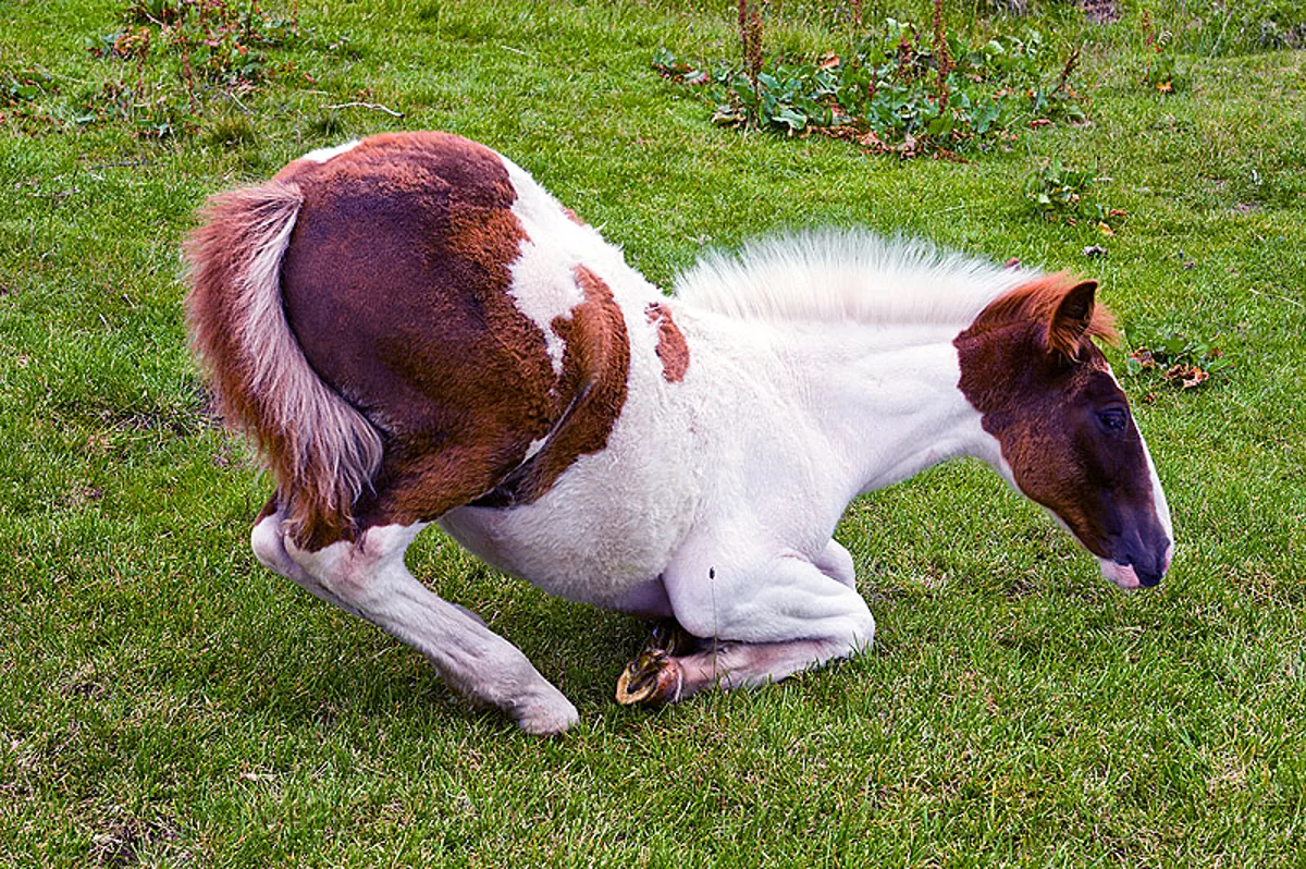 foal kneeling, wild horses, italy