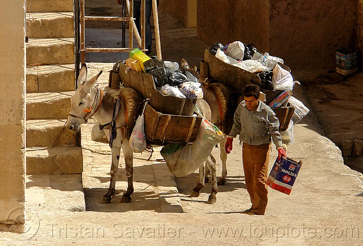 garbage pickup donkeys