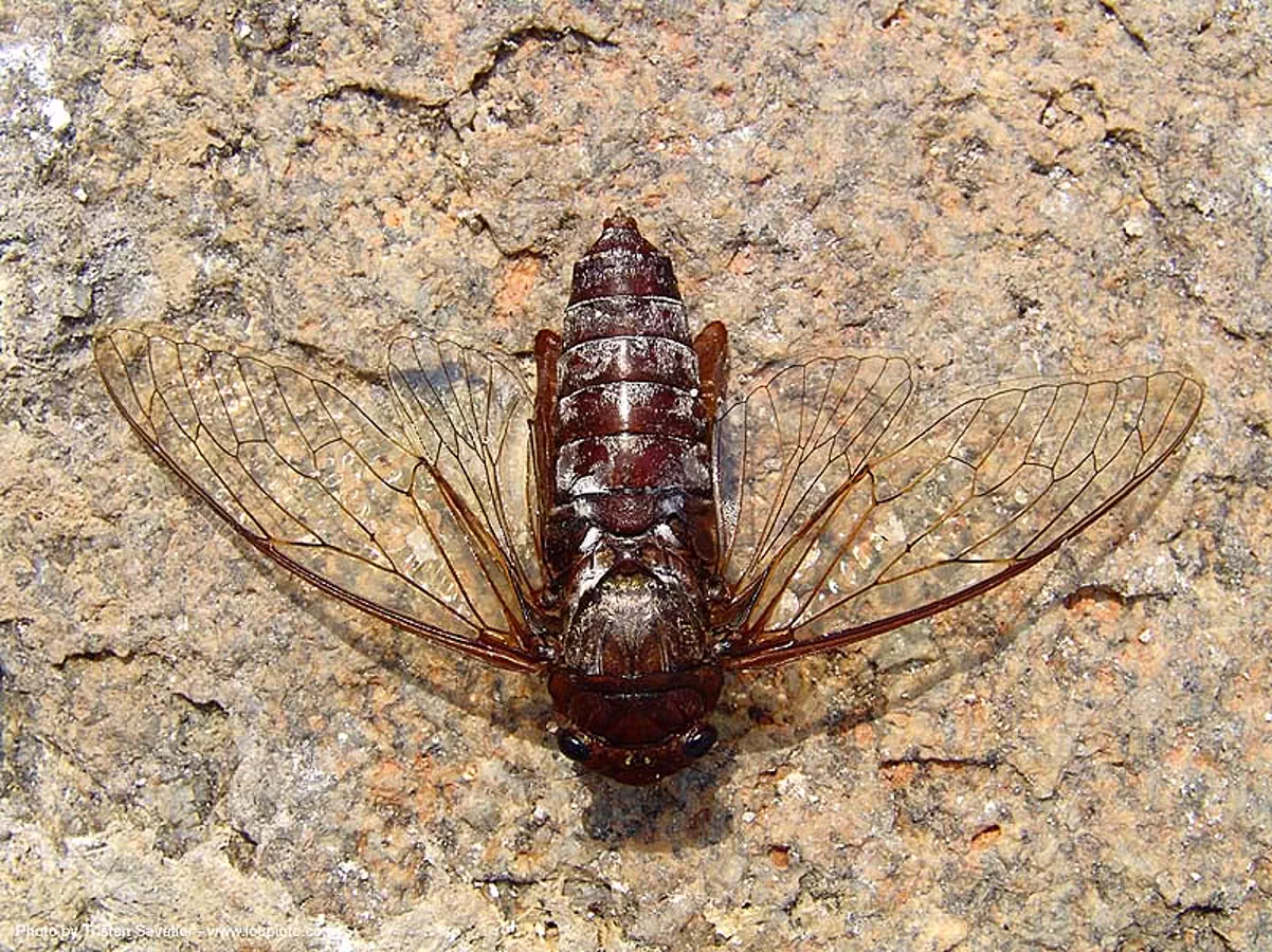 giant cicada - thailand, dead, giant cicada, hot springs, insect, pai, thailand, wildlife