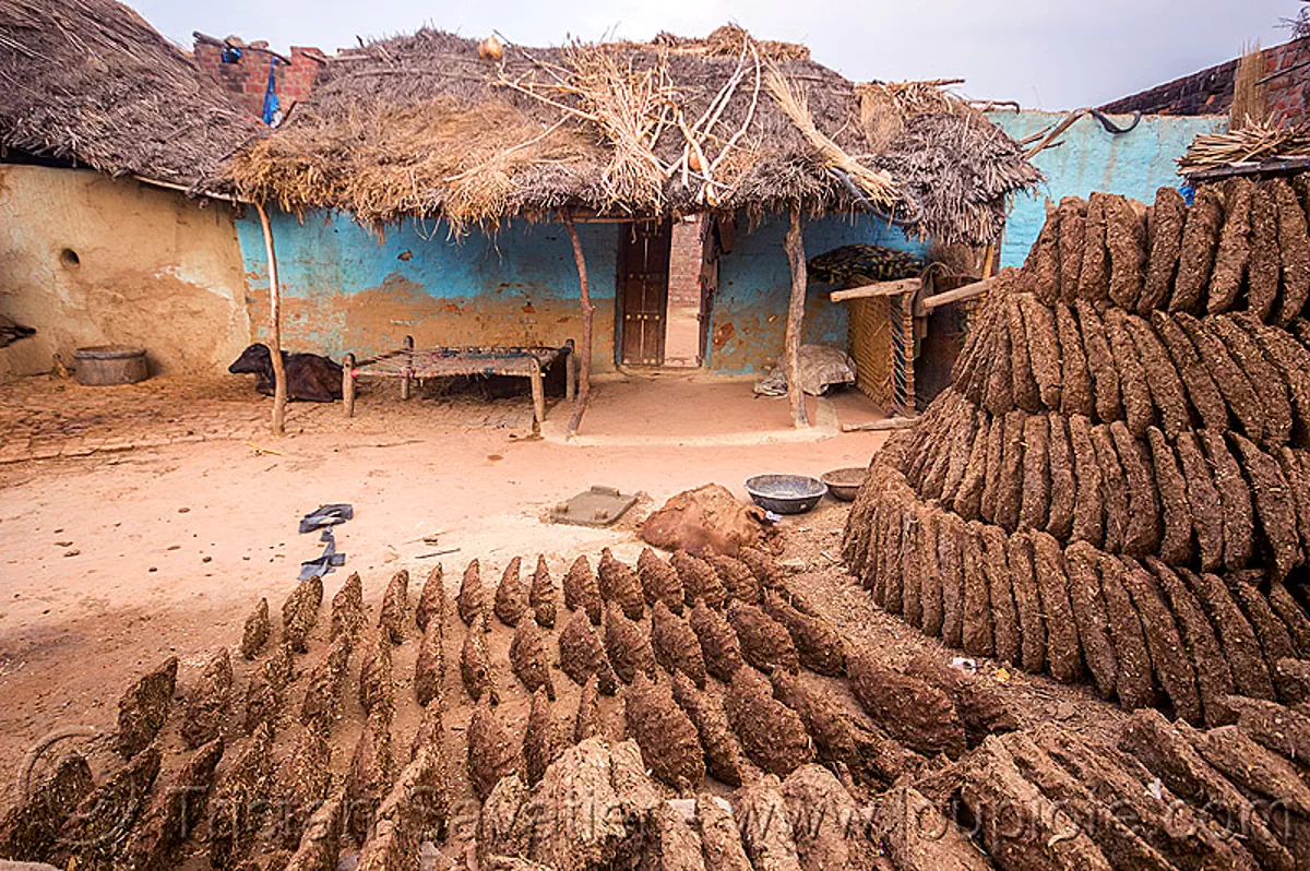 Gober Cow Dung Drying In Indian Village gober-cow-dung-drying-in-indian-village