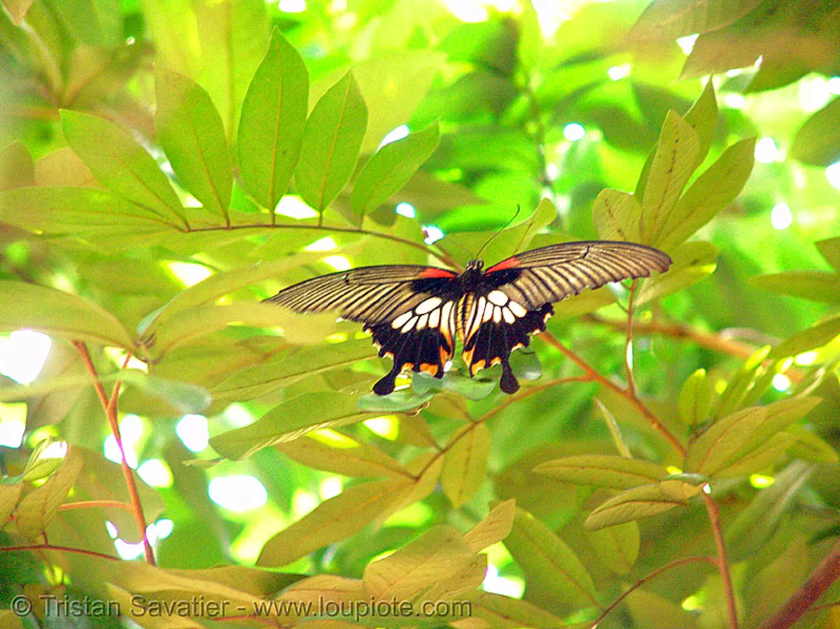 great mormon butterfly - flying - female (papilio memnon) - vietnam, achates, agenor, batesian, distantianus, female butterfly, flying, great mormon, insect, leaves, papilio memnon, polymorphic, vietnam, wildlife