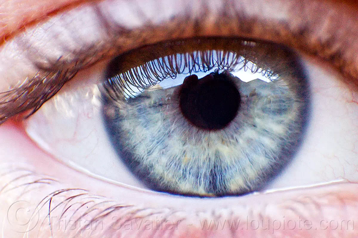 grey eye closeup