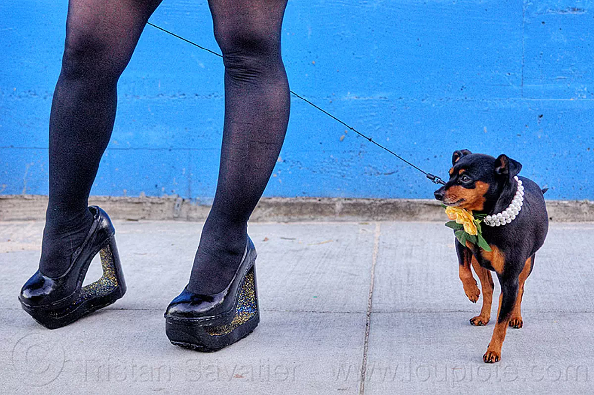 high heel platform shoes and little dog