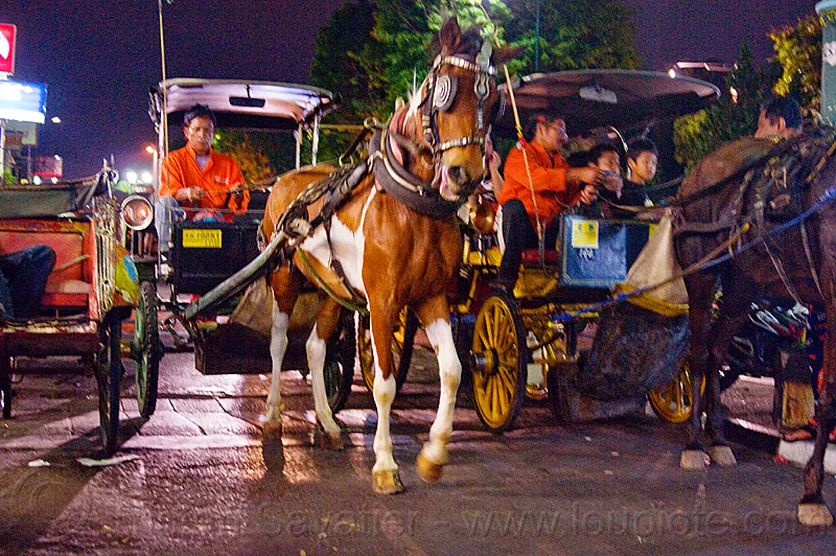 horse carriages at night on malioboro - yogyakarta (indonesia), draft horse, draught horse, horse carriages, horses, indonesia, jogja, malioboro, night, yogyakarta