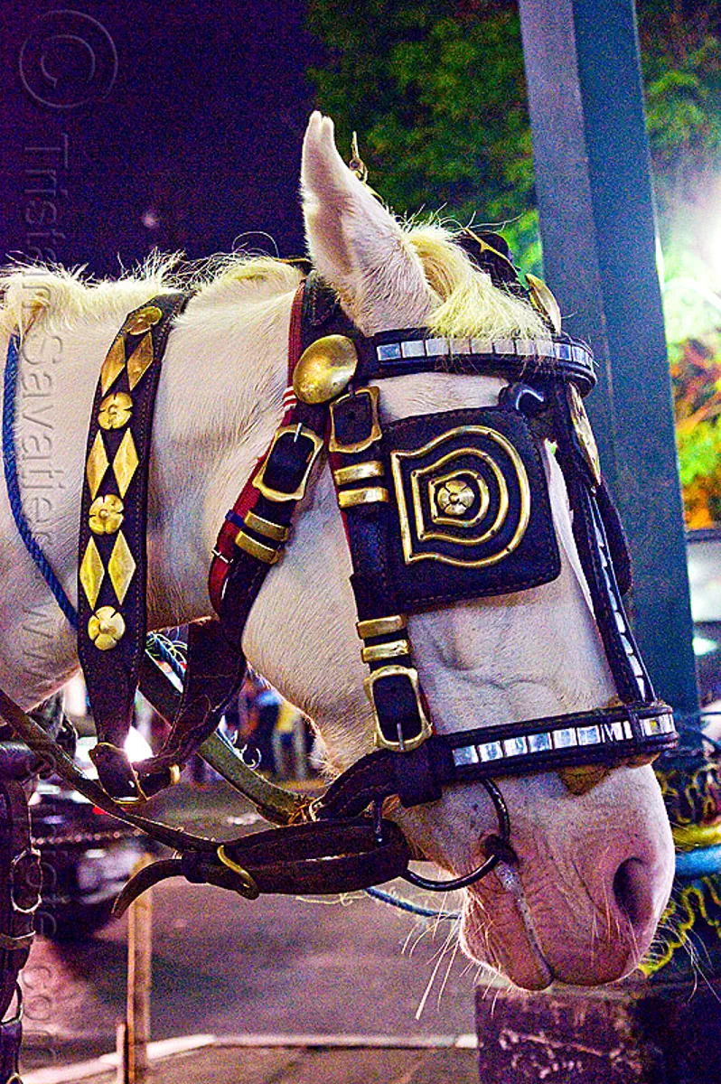 horse with blinders - yogyakarta, bridle, draft horse, draught horse, indonesia, jogja, malioboro, night, white horse, yogyakarta