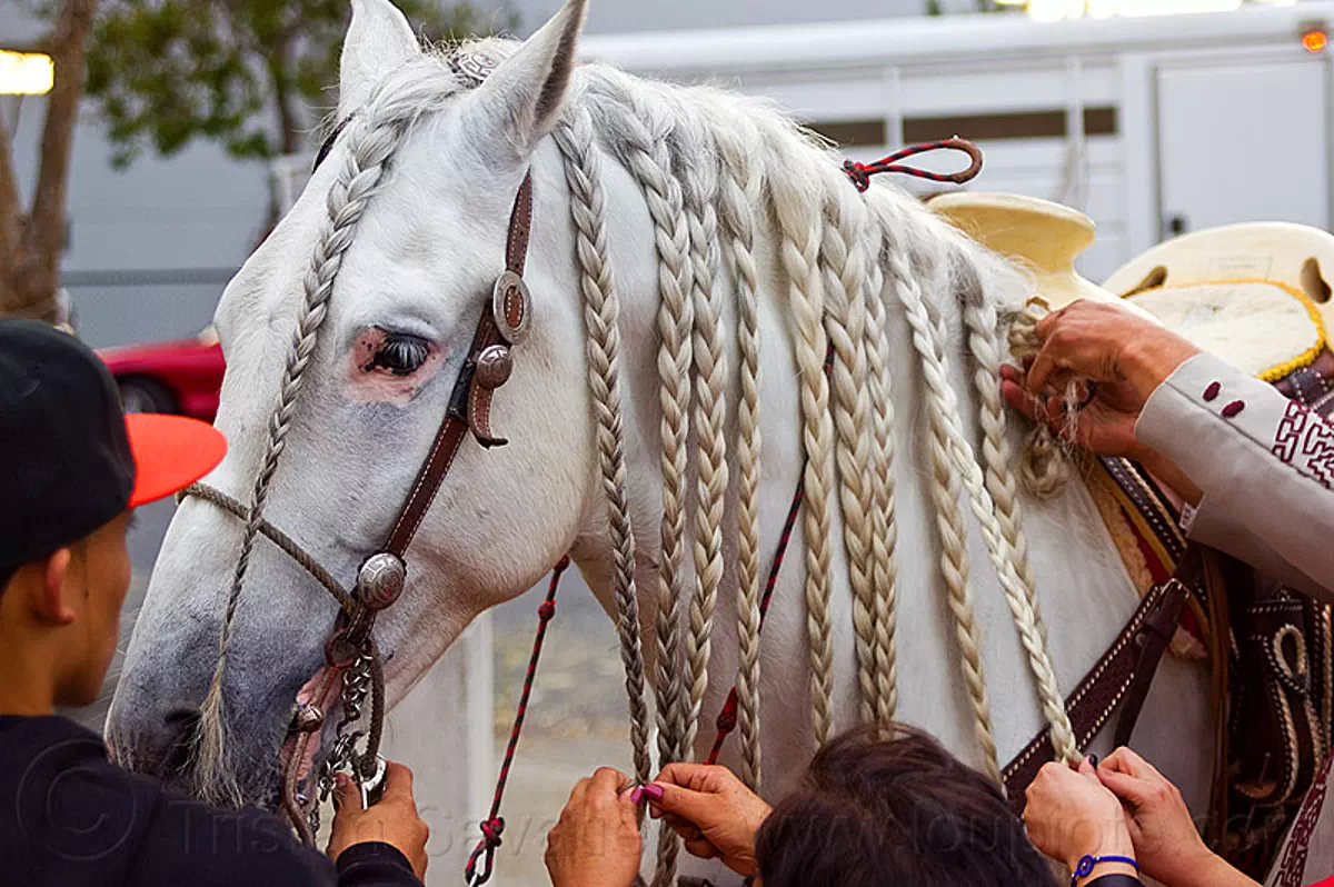 horse with braided hair, braid, braided horse, braiding, bridle, hands, horse head, white horse
