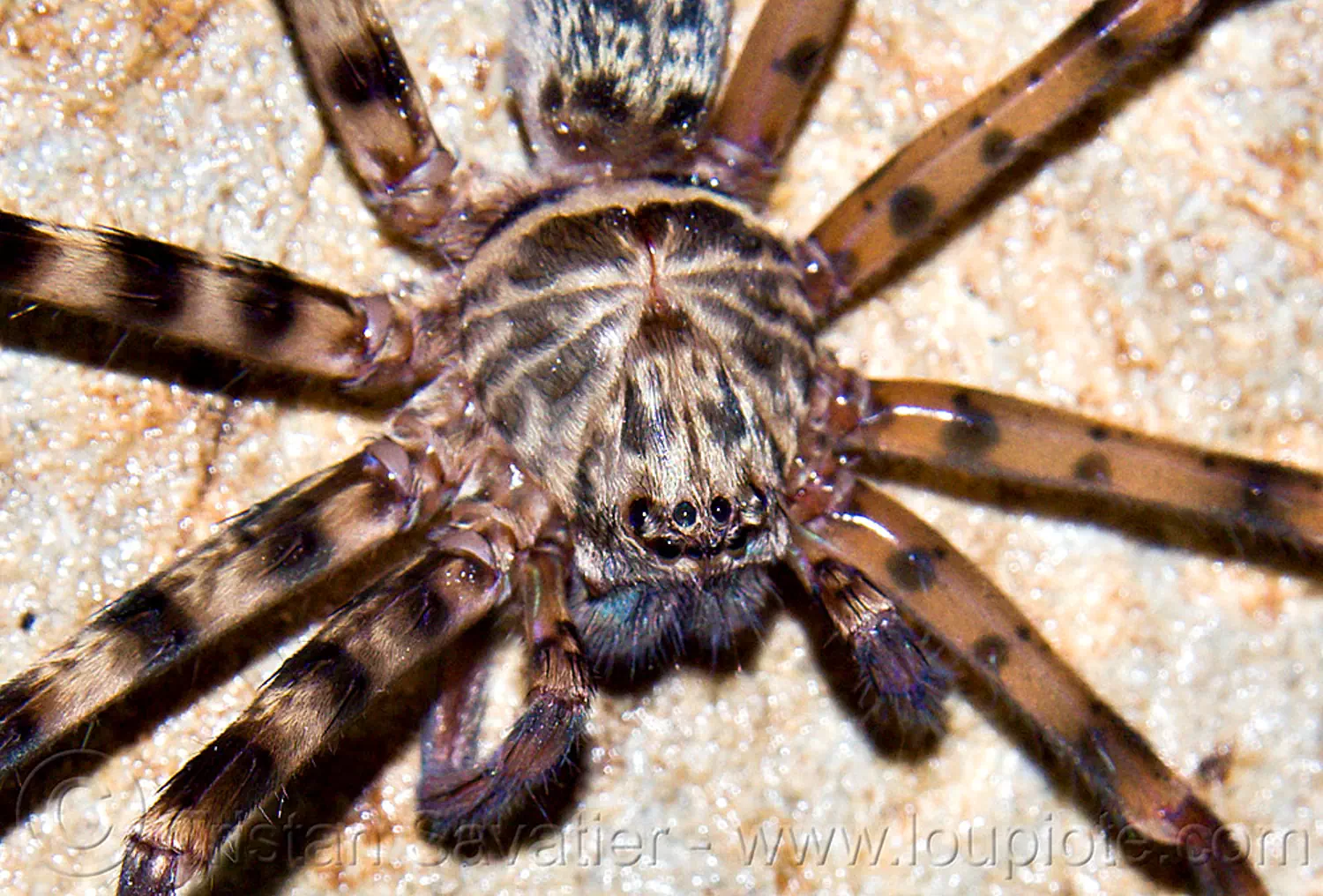 huntsman spider - close-up, borneo, cave spider, caving, close-up, eyes, giant crab spider, gunung mulu national park, huntsman spider, lang cave, limestone, malaysia, natural cave, sparassidae, spelunking, wildlife