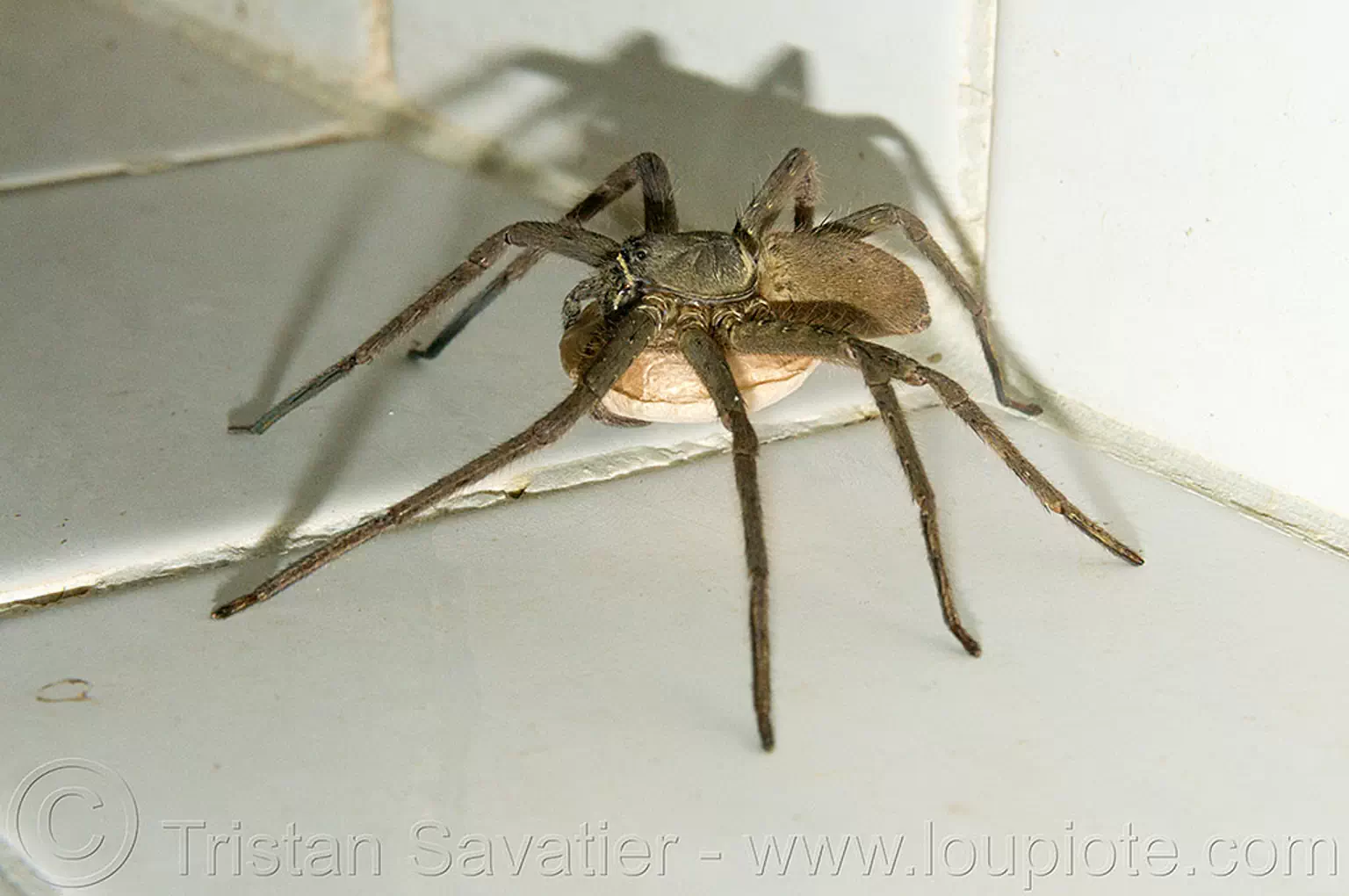 huntsman spider with egg sac (philippines), egg sac, giant crab spider, heteropoda venatoria, huntsman spider, philippines, sparassidae