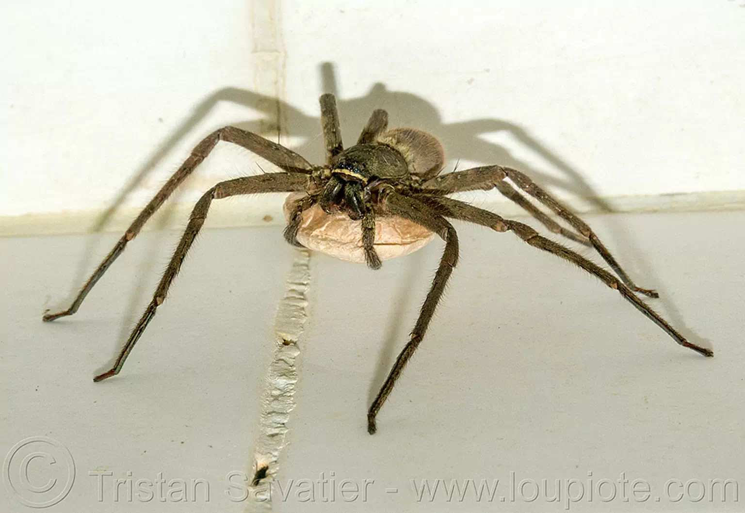 huntsman spider with egg sac, philippines