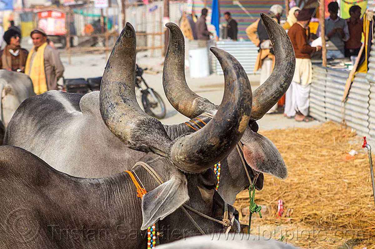indian cows with big horns, kankrej cattle Stock Photo 11197183195