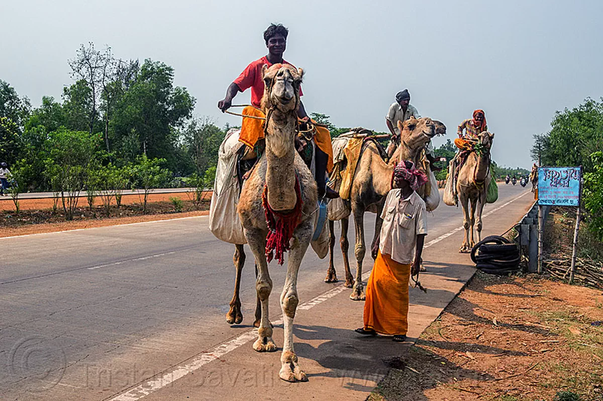 indian men traveling by camel, india