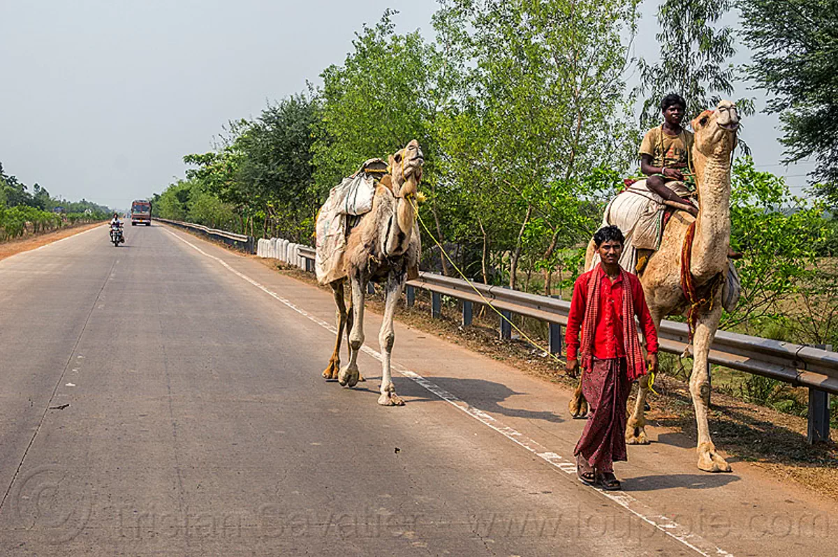 indian men with camels on the road (india), double hump camels, in tow, men, riding, road, towing, walking