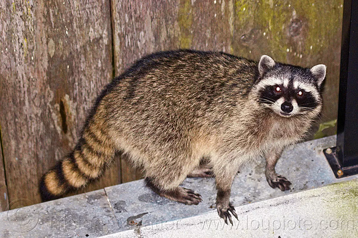 inquisitive raccoon in my backyard (san francisco), night, nocturnal, procyon lotor, raccoon, urban wildlife