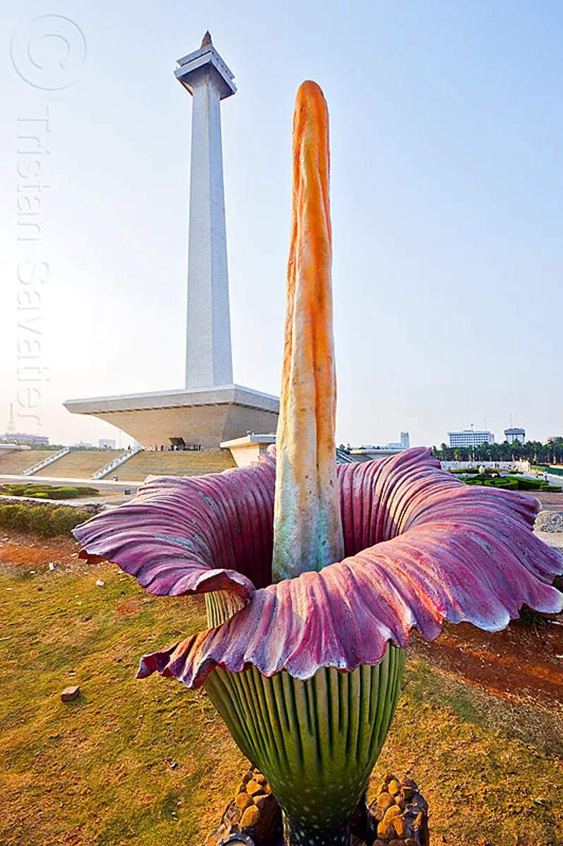 jakarta monumen nasional (monas) and giant corpse flower