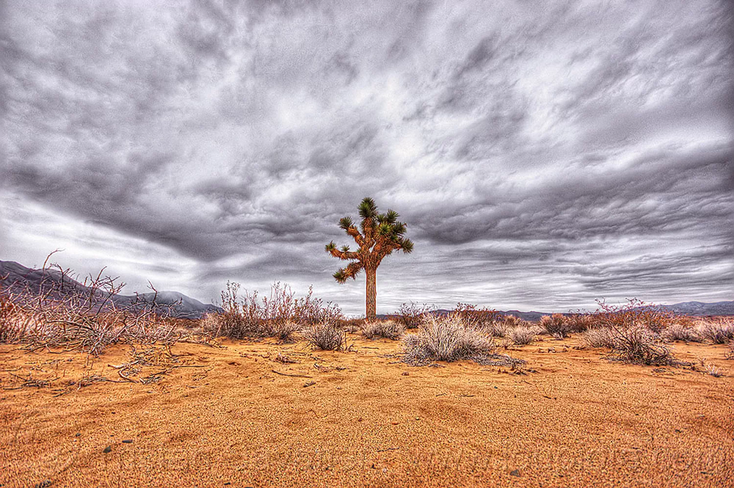 joshua tree - california desert, clouds, cloudy sky, death valley, joshua tree, sand, yucca brevifolia