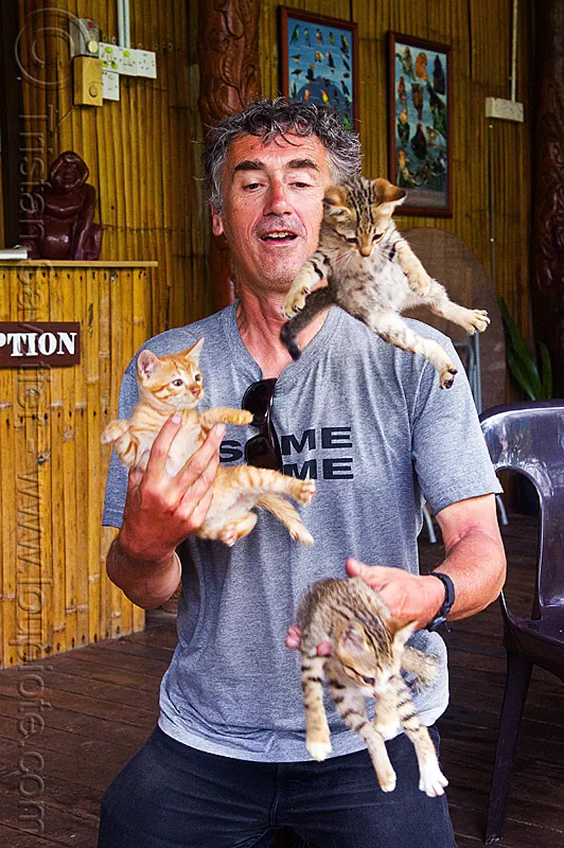 juggling with kittens, borneo, cat juggling, cats, flying, ginger kitten, juggler, kittens, mackerel tabby, malaysia, man, self portrait