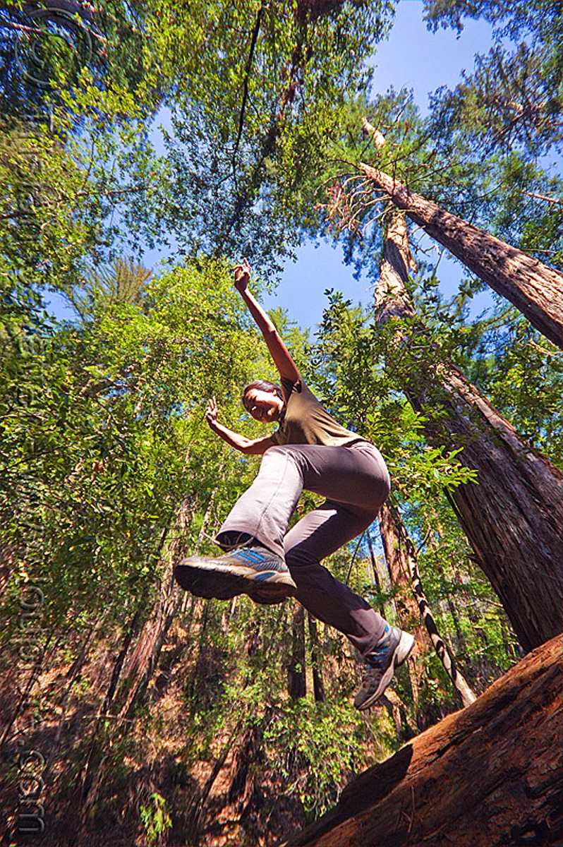 jumping from a fallen tree in redwood forest