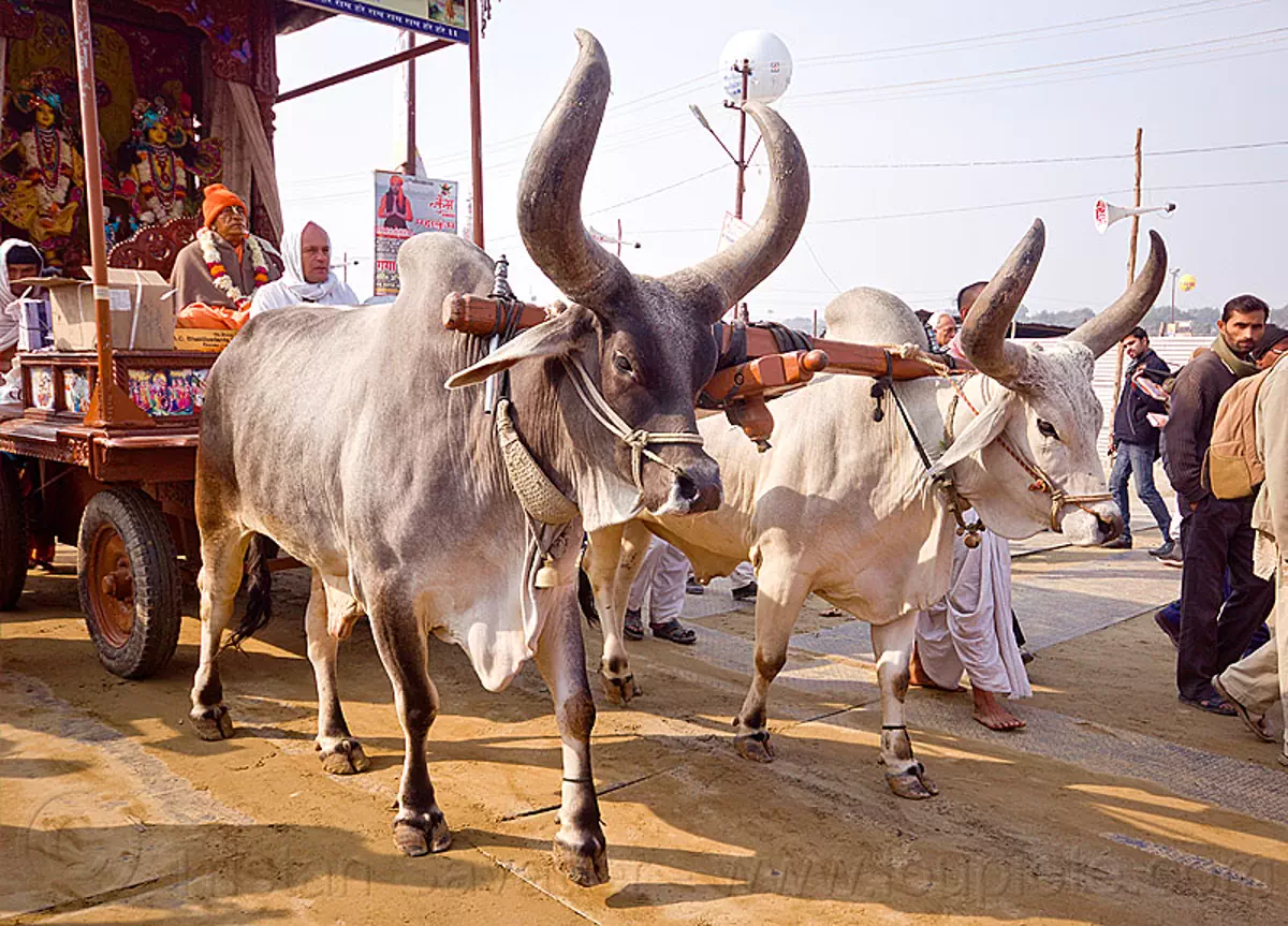 kankrej cows, big horn oxes, hare krishna oxcart, india