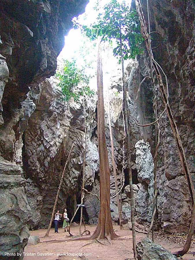 karstic area - tree growing in deep hole - thailand, thailand, tree