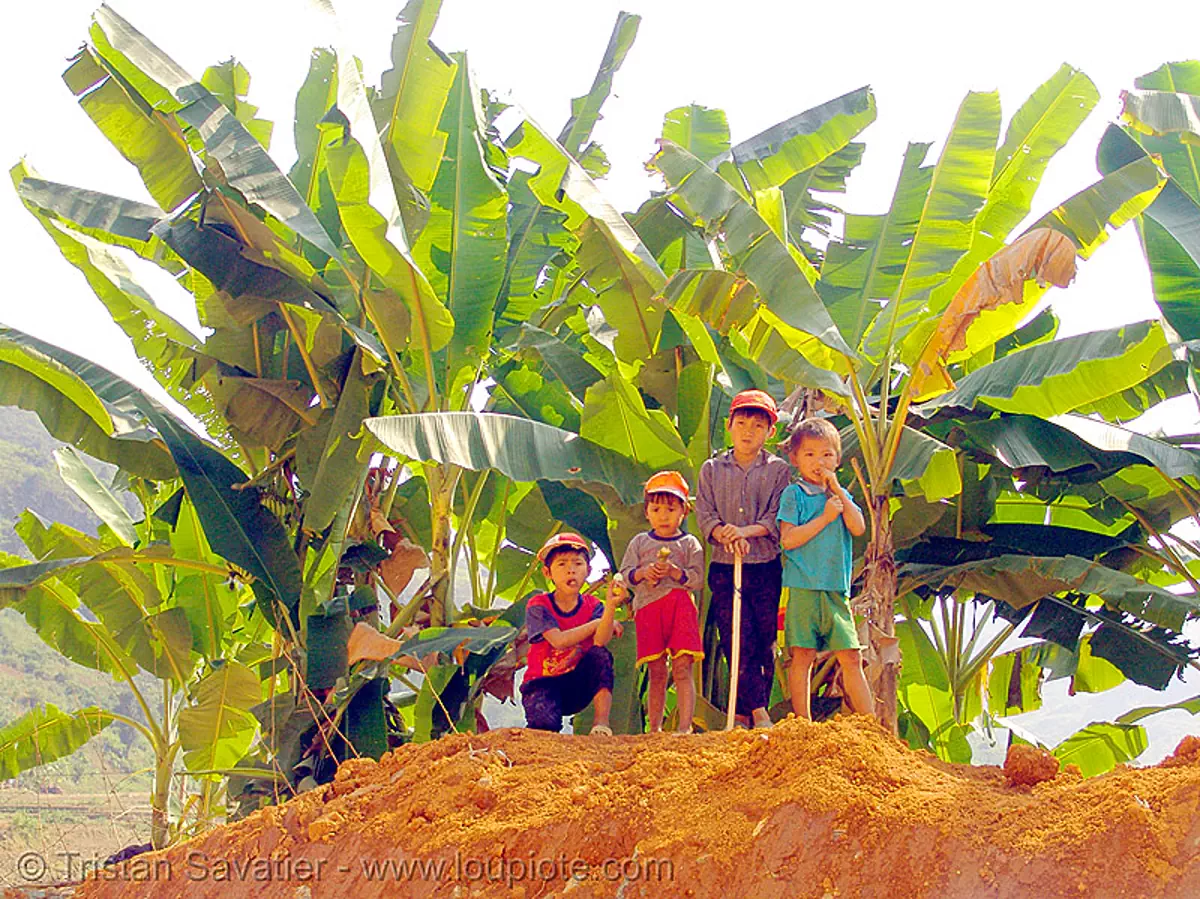 kids and banana trees, vietnam