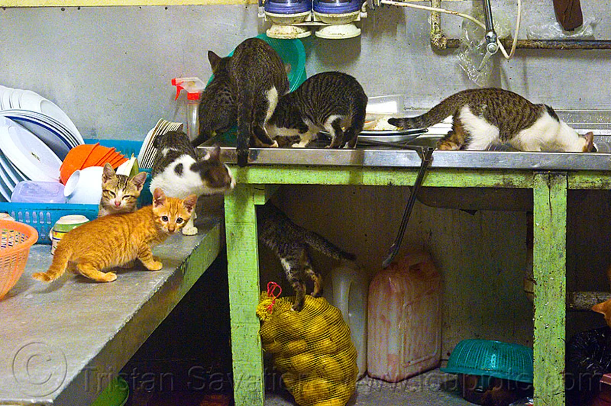 kittens doing the dishes, borneo, cats, dishes, ginger kitten, kitchen, kittens, mackerel tabby, malaysia, tabby cat