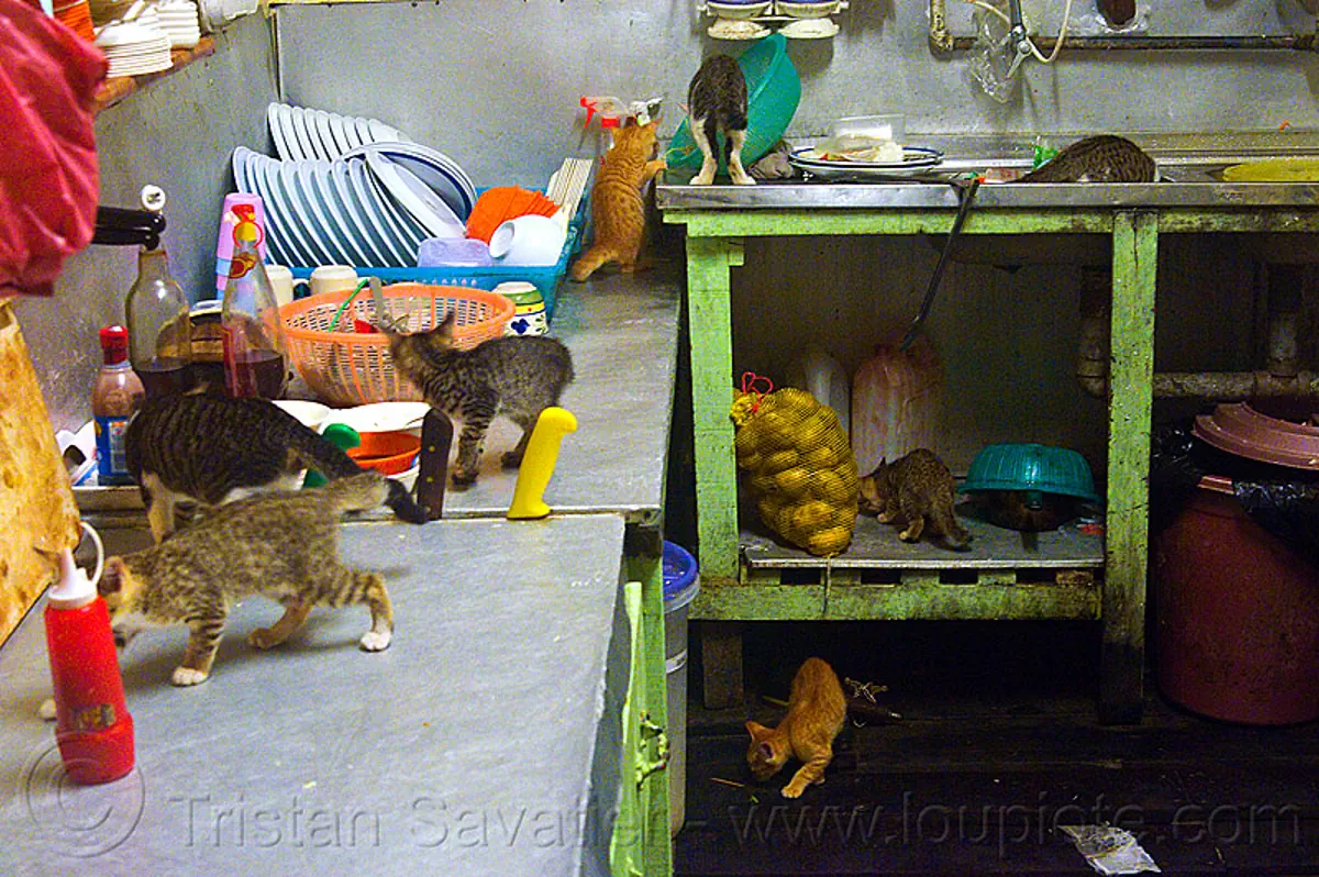 kittens in the kitchen, borneo, cats, dishes, kitchen, kittens, mackerel tabby, malaysia