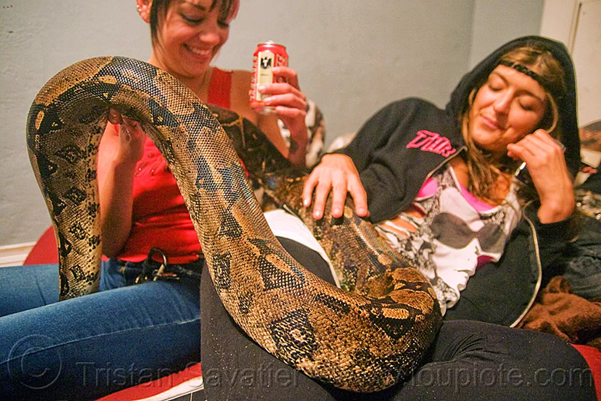 large pet boa snake