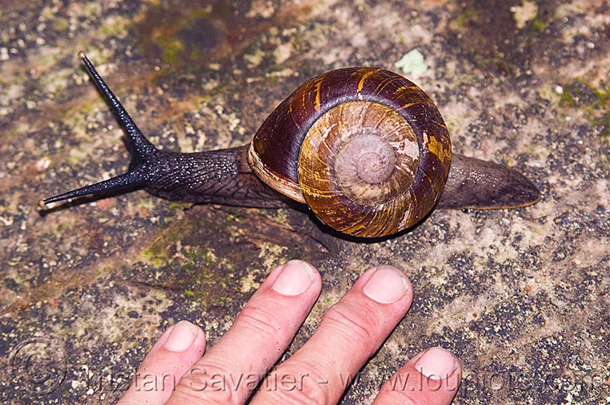large snail close-up (borneo), borneo, fingers, gunung mulu national park, hand, malaysia, snail, wildlife